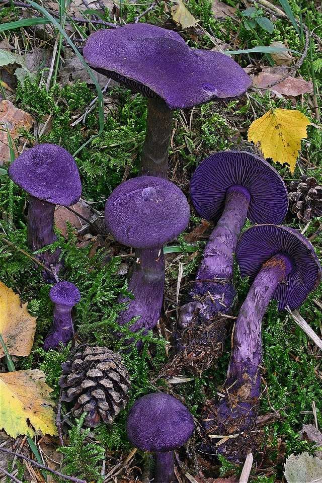 Shangrala's Most Beautiful Mushrooms