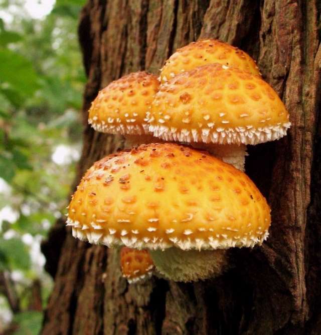Shangrala's Most Beautiful Mushrooms
