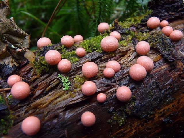 Shangrala's Most Beautiful Mushrooms