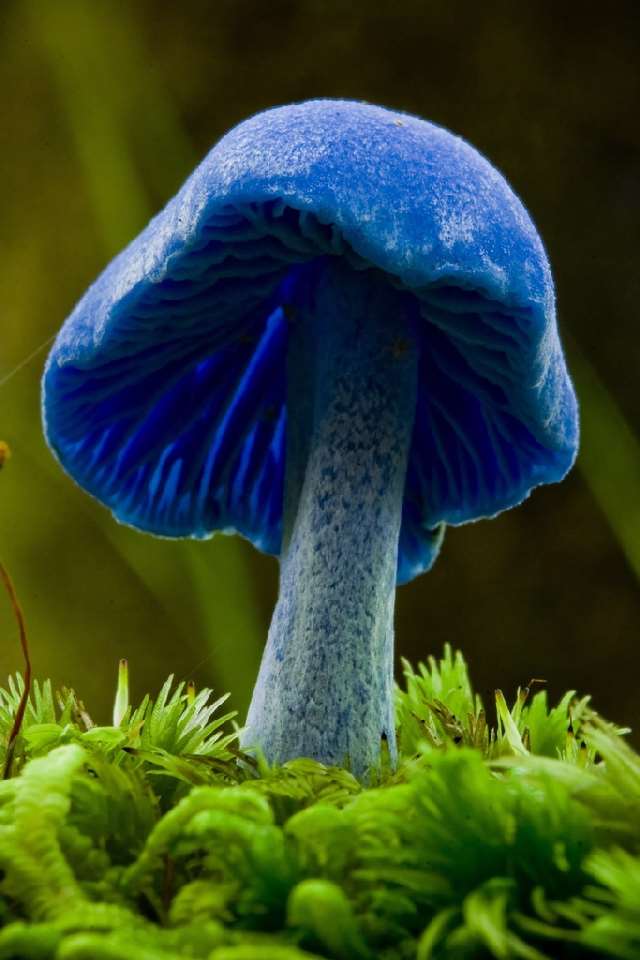Shangrala's Most Beautiful Mushrooms