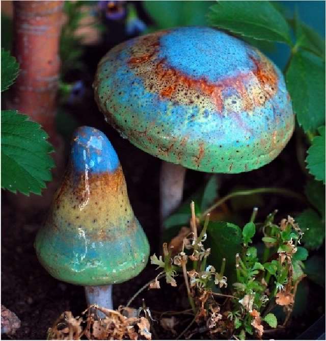 Shangrala's Most Beautiful Mushrooms