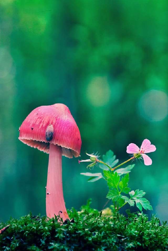 ShangralaFamilyFun.com - Shangrala's Most Beautiful Mushrooms!