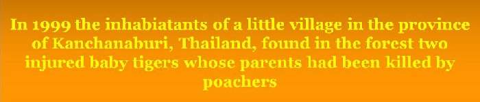 Shangrala's Thailand's                                                          Tigers 2