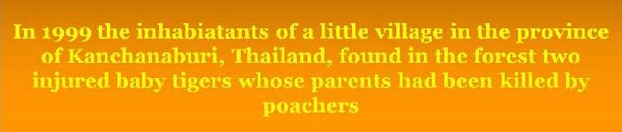 Shangrala's Thailand's Tigers 2