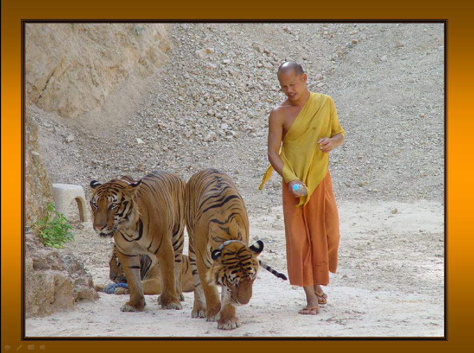 Shangrala's                                Thailand's                    Tigers 2