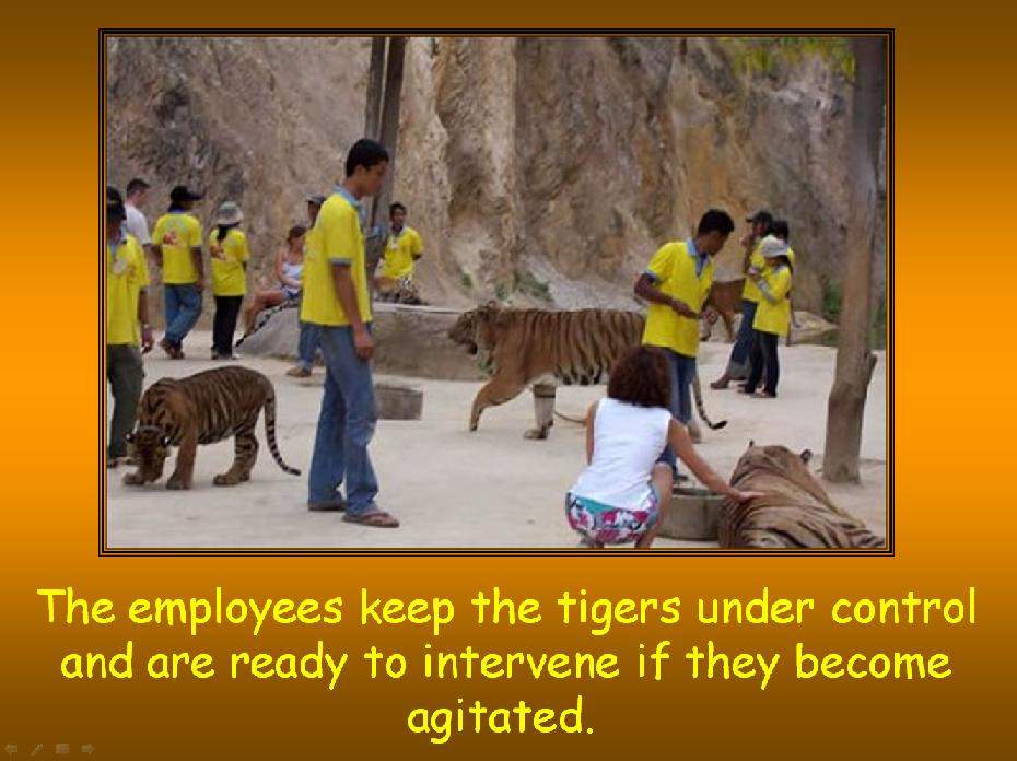 Shangrala's Thailand's Tigers 2