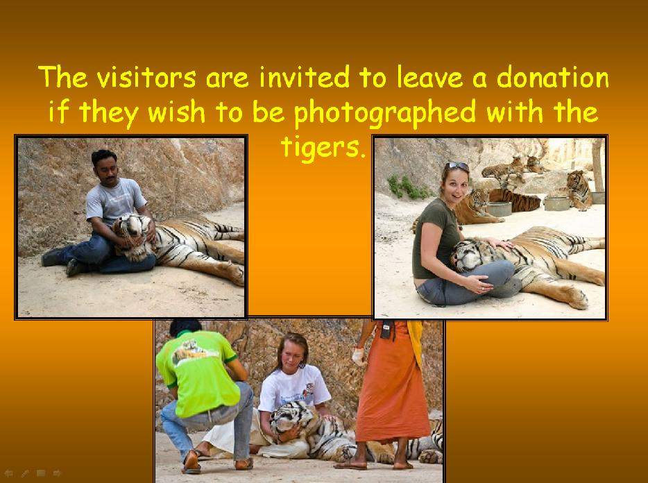 Shangrala's Thailand's Tigers 2