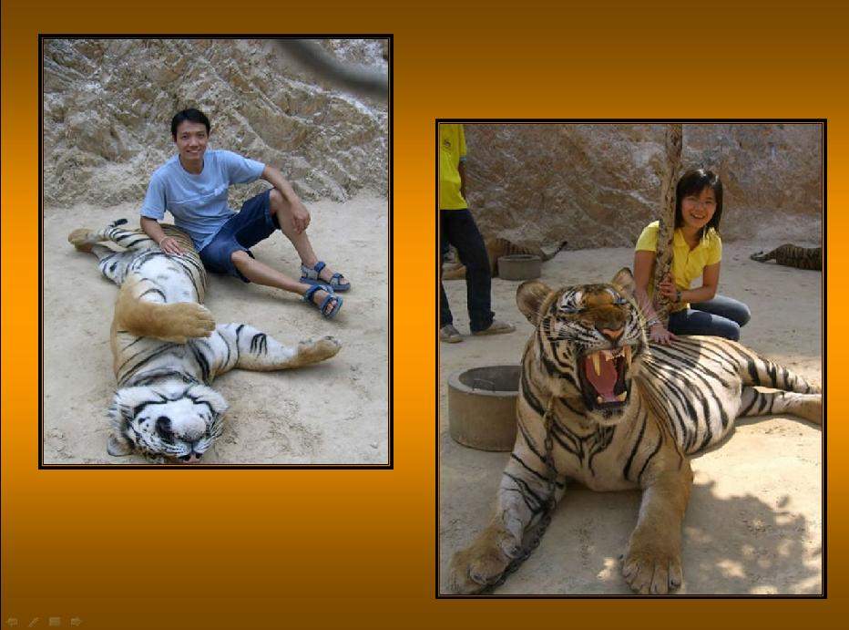 Shangrala's                                Thailand's                    Tigers 2