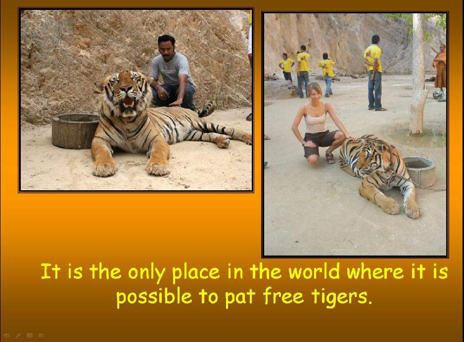 Shangrala's Thailand's Tigers 2