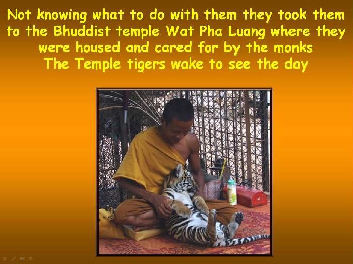 Shangrala's Thailand's Tigers 2
