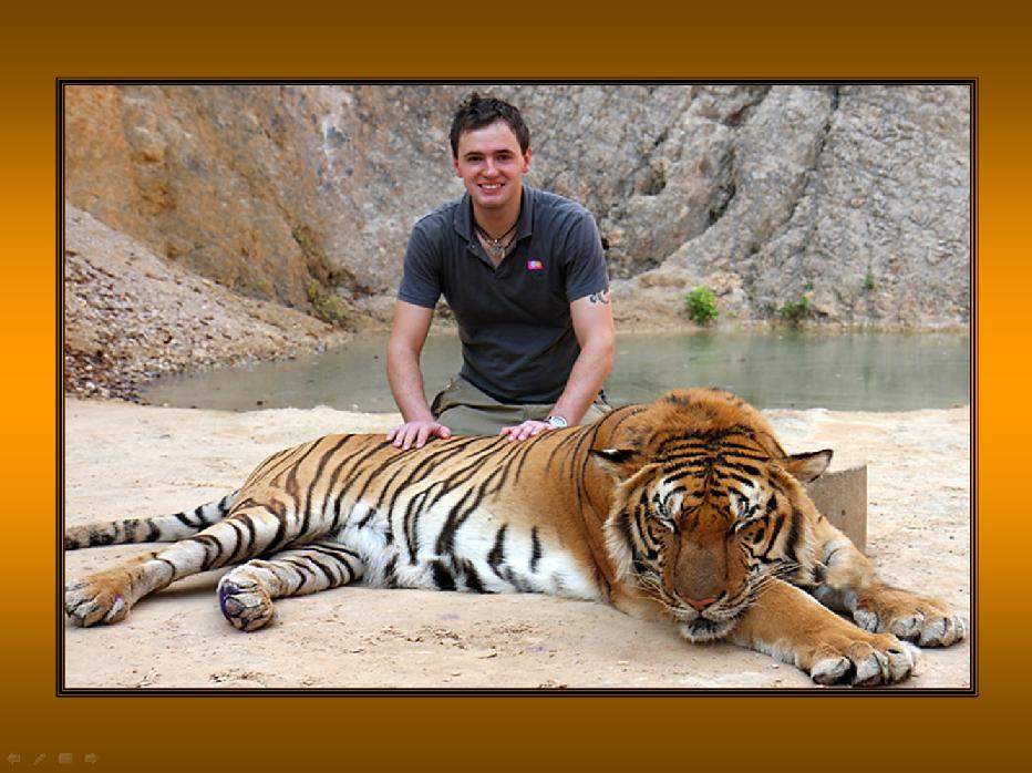 Shangrala's Thailand's                                                          Tigers 2