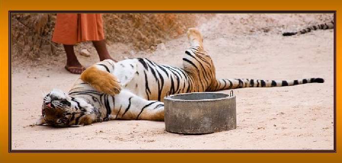 Shangrala's Thailand's Tigers 2
