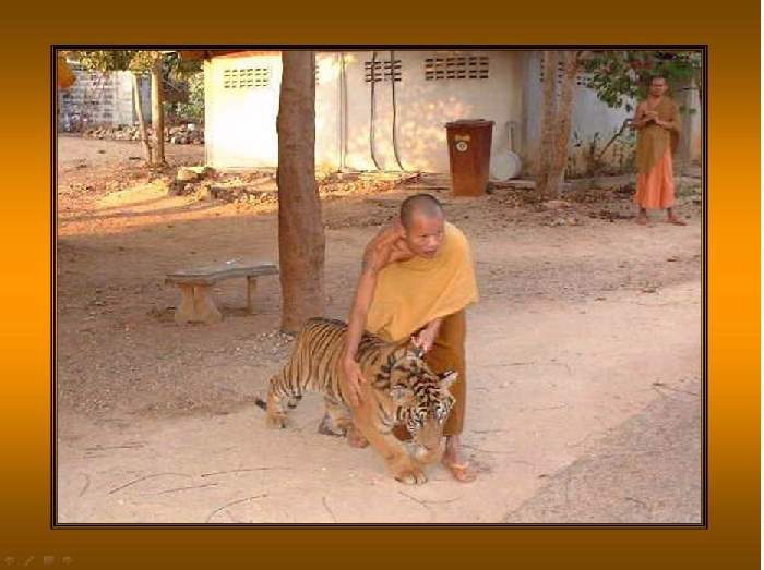 Shangrala's                                Thailand's                    Tigers 2