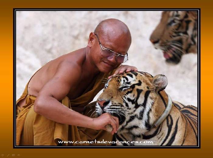 http://www.shangralafamilyfun.com/2013/tiger7.jpg