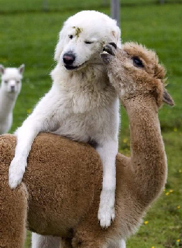 Shangrala's Animal Friends 5