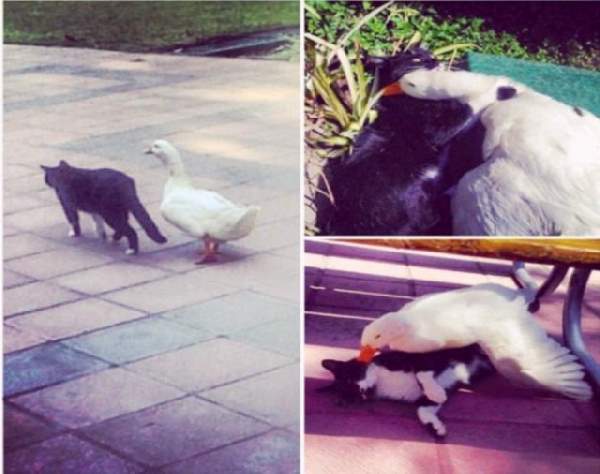 Shangrala's Animal Friends 5