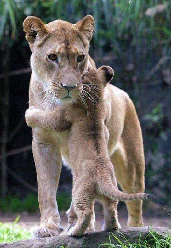 Shangrala's Aww Animals 9