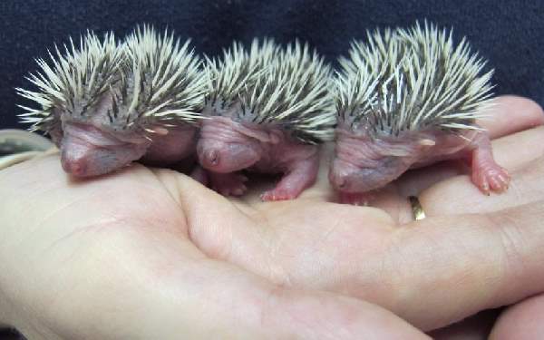 Shangrala's Newsworthy Animals
