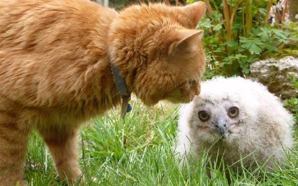 Shangrala's Newsworthy Animals