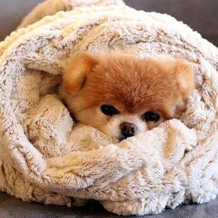 Shangrala's Newsworthy Animals