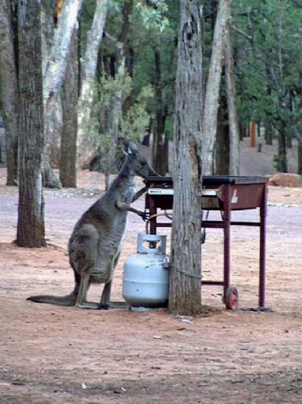 Shangrala's Only In Australia