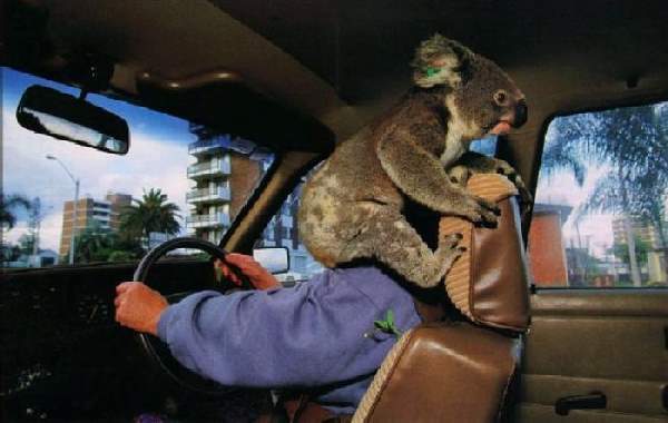 Shangrala's Only In Australia