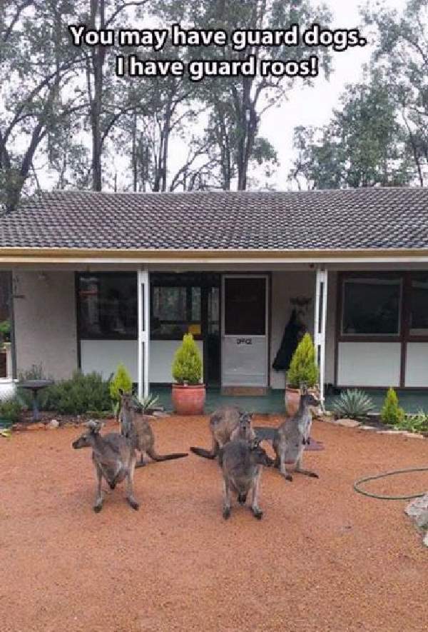 Shangrala's Only In Australia