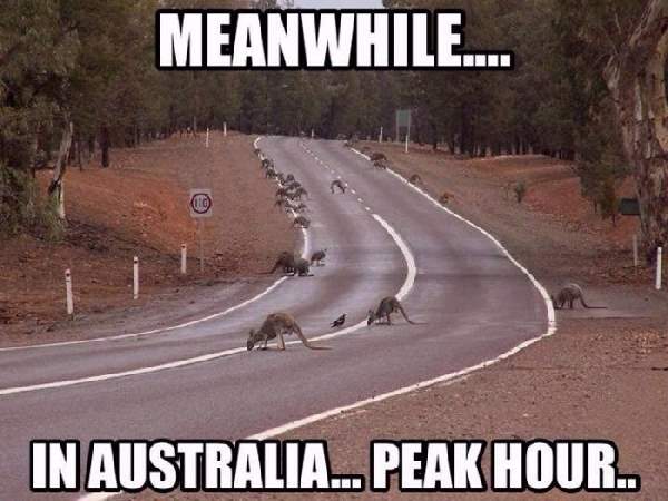Shangrala's Only In Australia