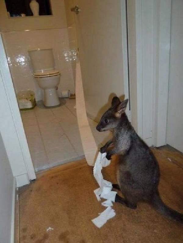 Shangrala's Only In Australia