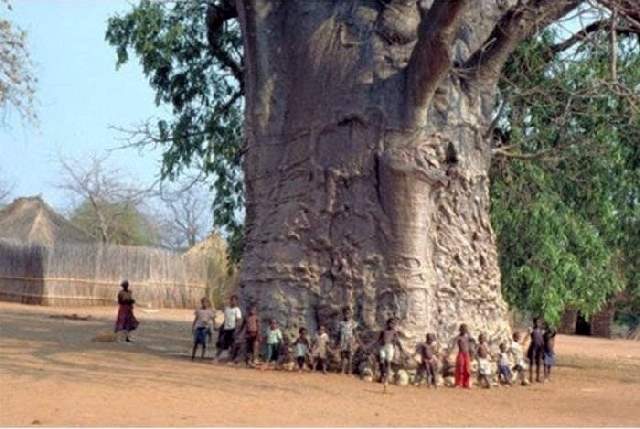 baobab2.jpg