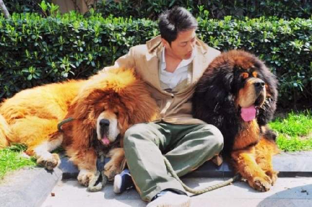 Shangrala's World's Most Expensive Things