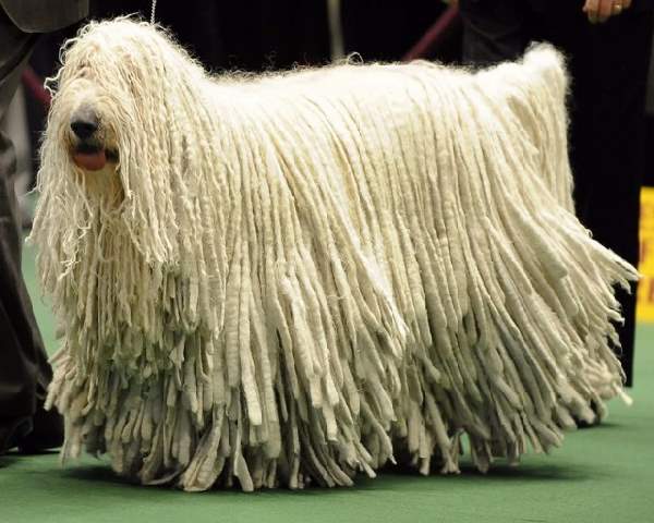 Shangrala's Dogs With Beautiful Long Fur