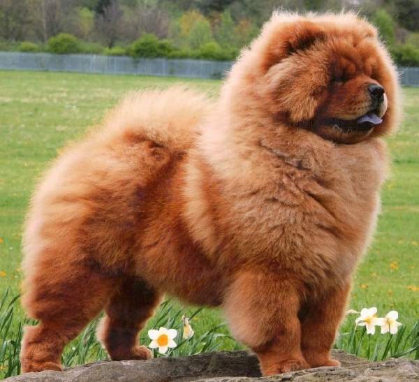 Shangrala's Dogs With Beautiful Long Fur 2