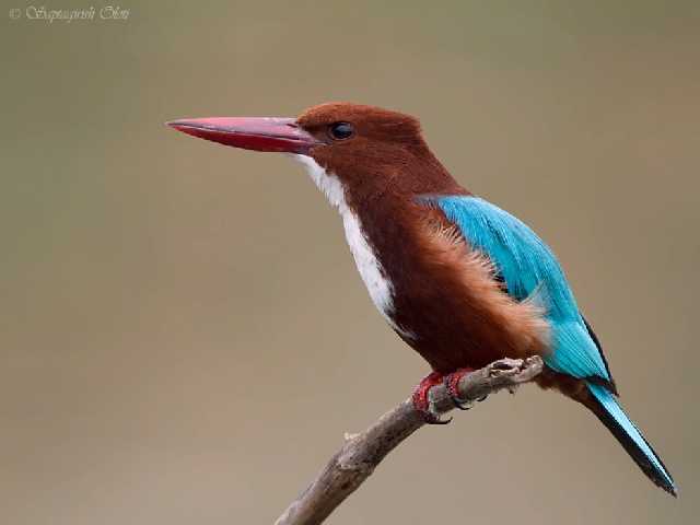 Shangrala's Beautiful Exoctic Birds 2