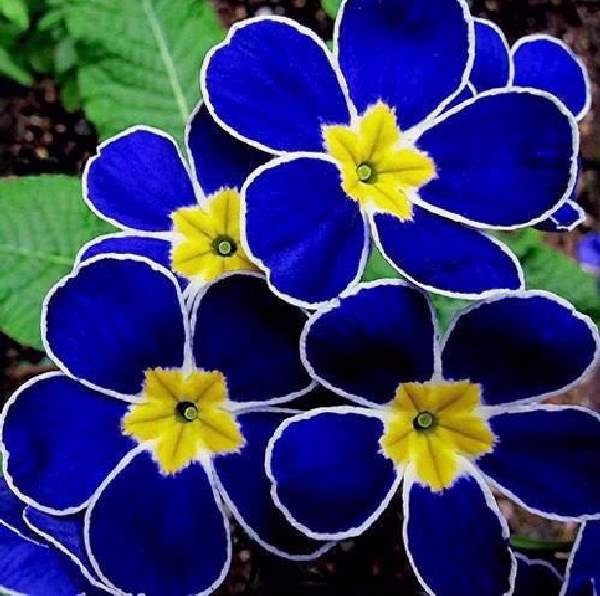 Shangrala's Beautiful Rare Flowers