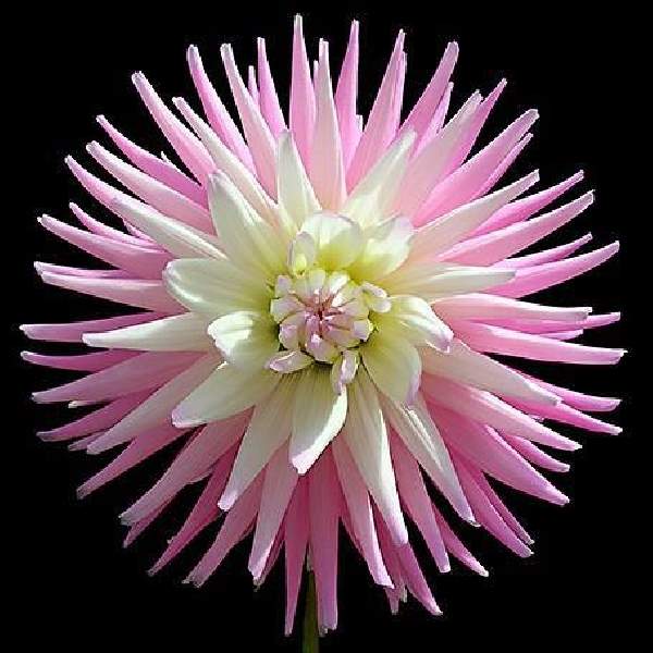 Shangrala's Beautiful Rare Flowers