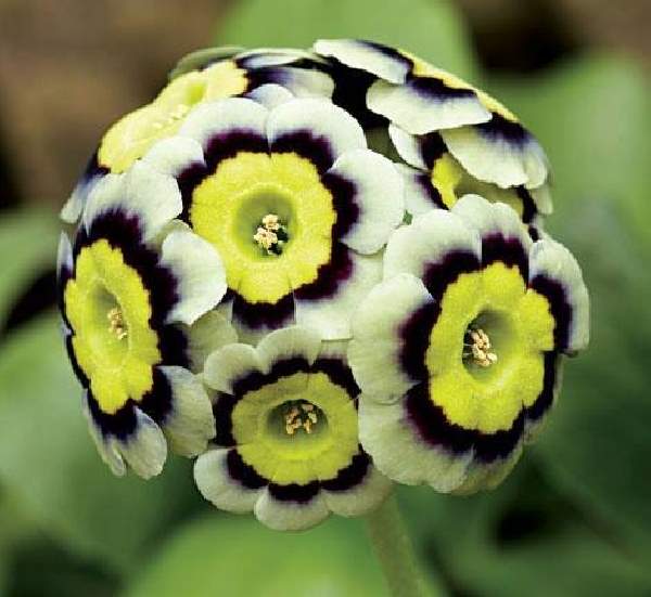 Shangrala's Beautiful Rare Flowers