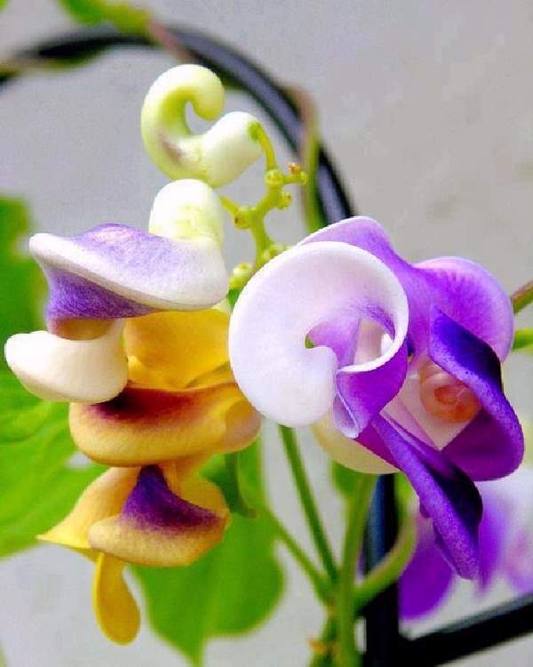 Shangrala's Beautiful Rare Flowers 2