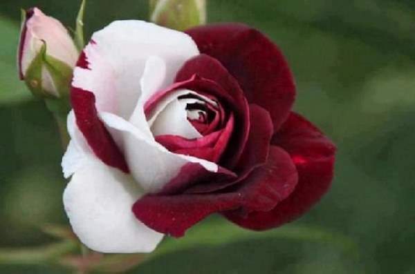 Shangrala's Beautiful Rare Flowers