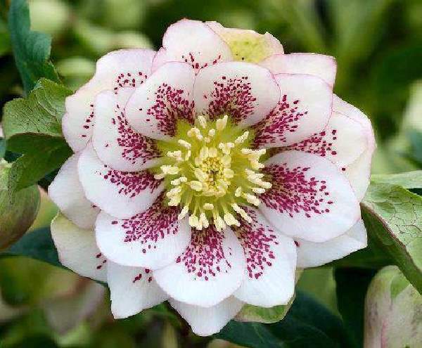 Shangrala's Beautiful Rare Flowers 2
