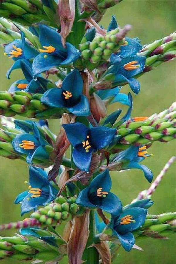 Shangrala's Beautiful Rare Flowers 2