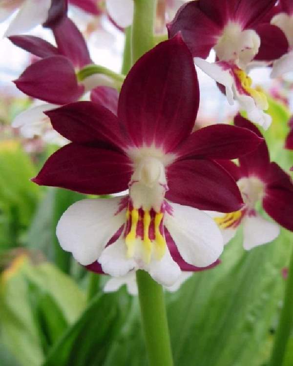 Shangrala's Beautiful Rare Flowers 2
