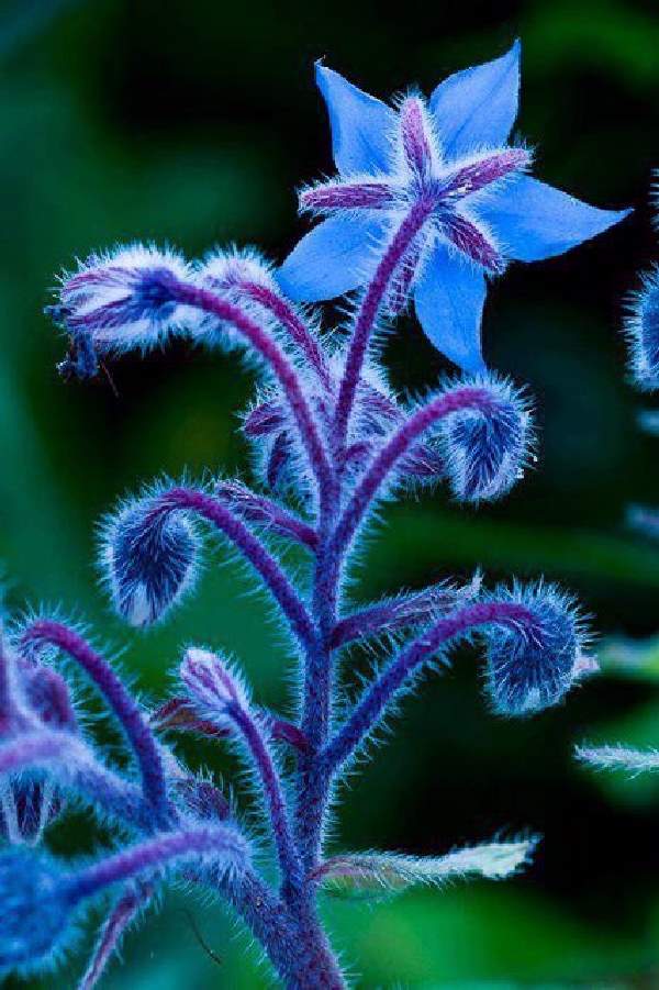 Shangrala's Beautiful Rare Flowers 2