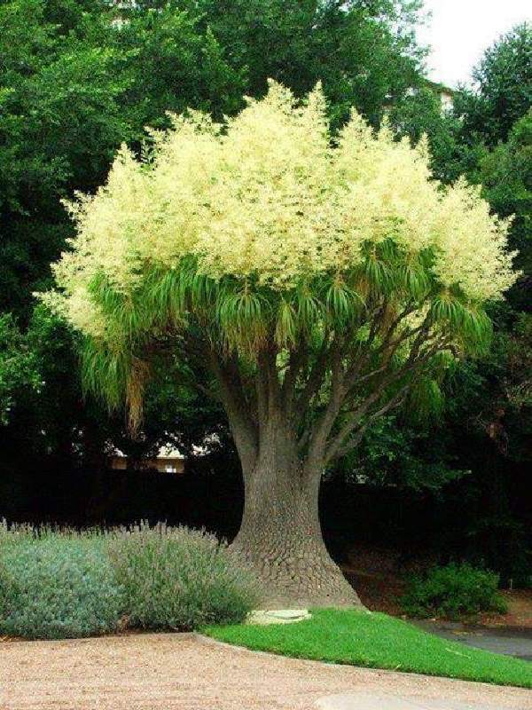 Shangrala's Beautiful Rare Flowers