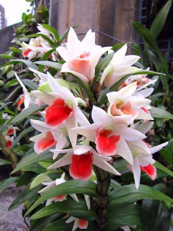 Shangrala's Beautiful Rare Flowers