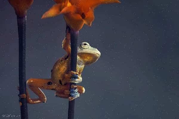 Shangrala's A Little Froggy