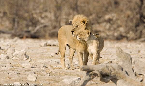 Shangrala's Wild Kisses And Snuggles