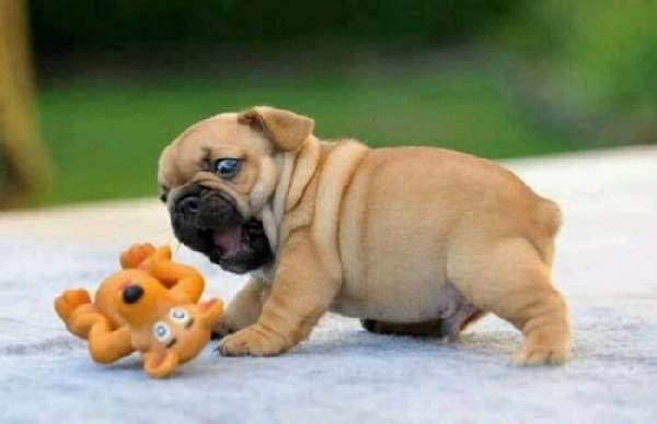 Shangrala's Adorable Wrinkly Puppies