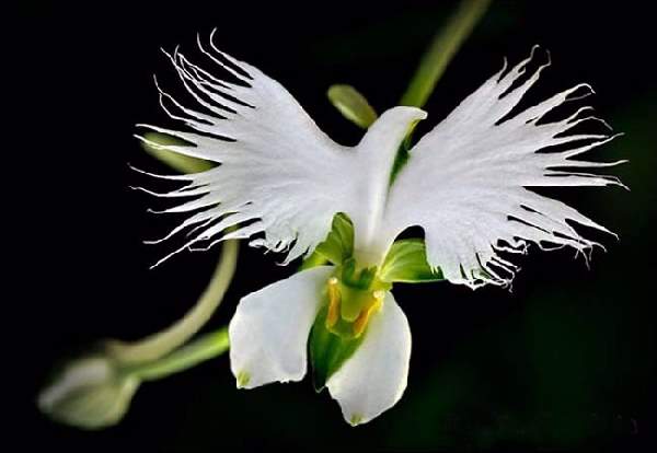 Shangrala's Beautiful Rare Flowers 3