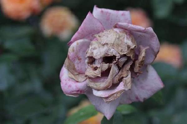 Shangrala's Beautiful Rare Flowers 4